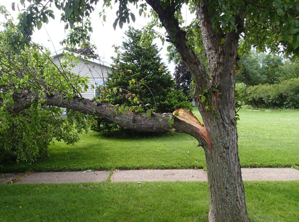 Broken tree limb from storm damage laying on a lawn