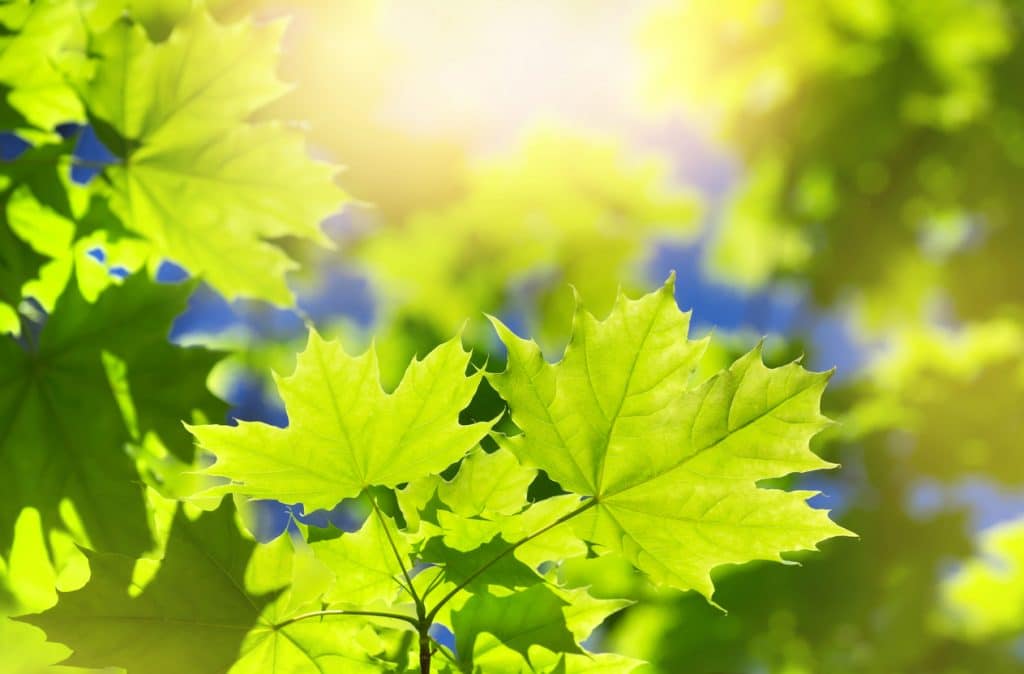 Spring background with fresh maple leaves in sunlight