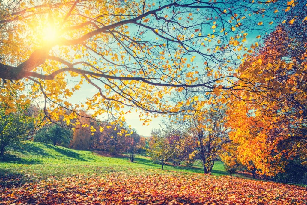 Sunny autumn landscape with golden trees and blue sky in countryside
