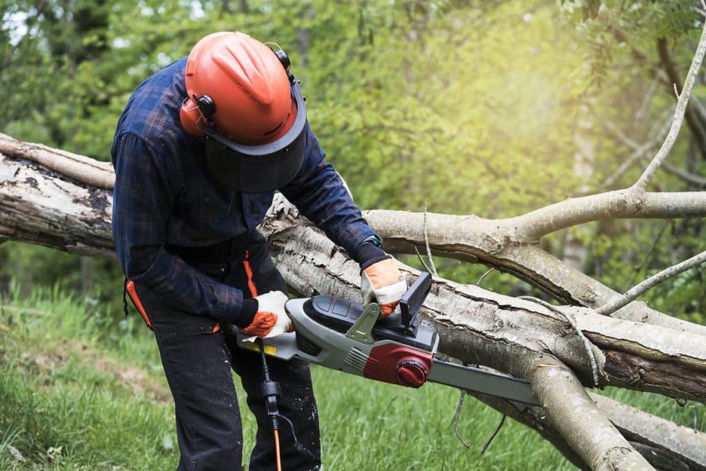 sawing a tree