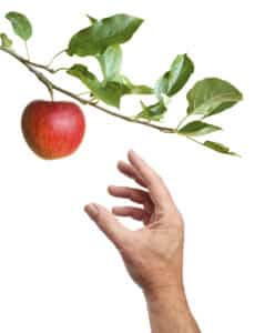 Hand picking an apple from an apple-tree. Isolated on a white background