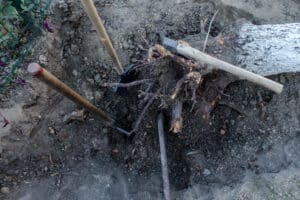 the old tree root shovel and ax crowbar