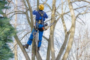professional cutting, arborist pruning, cutting back, removing leafless bare mature branches safely. tree surgeon working using old chainsaw, hanging on multiple ropes, equipment. autumn cloudy