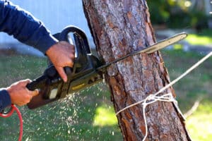 An electric chainsaw is being used to cut down a tree that was killed.