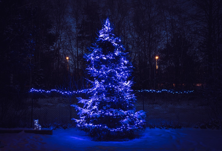 Blue color star effect Christmas decoration lights on spruce tree
