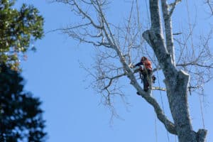 Arborist pruning branches