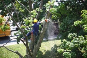 Worker cutting tree branch