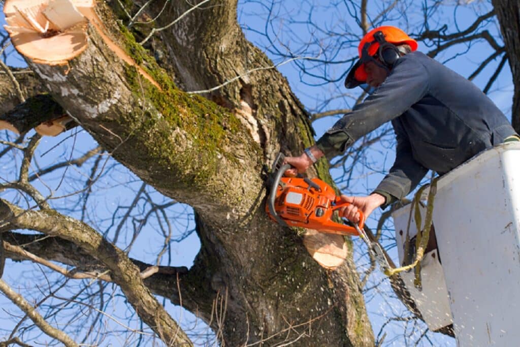 Trimming the trees