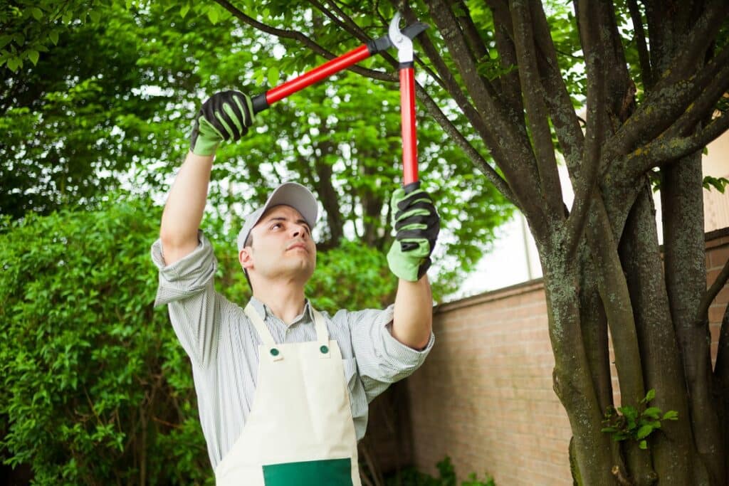 gardener pruning a tree